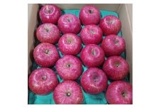りんご（サンふじ）５ｋｇ　８～１６玉　ご家庭用　0030-2513