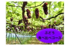 【定期便：全４回】ぶどう食べ比べコース（デラウェア、サニールージュ、スチューベン、シャインマスカット）　0142-2516