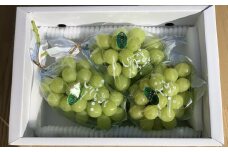 シャインマスカット　２～３房　合計１.５ｋｇ　ご家庭用　0049-2510