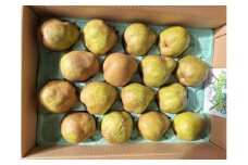 西洋梨（ラ・フランス）５ｋｇ　ご家庭用　0056-2527
