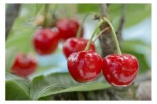 さくらんぼ（佐藤錦か紅秀峰）５００ｇ　ご家庭用　0056-2601