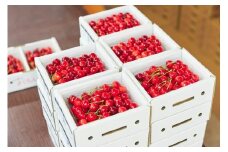 さくらんぼ（佐藤錦か紅秀峰）５００ｇ　秀品　0052-2601