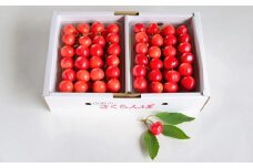 さくらんぼ（佐藤錦か紅秀峰）１ｋｇ　秀品　0052-2602