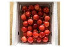さくらんぼ（佐藤錦か紅秀峰）５００ｇ　ご家庭用　0020-2601