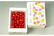 さくらんぼ（佐藤錦か紅秀峰）５００ｇ　秀品　0020-2602