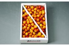 さくらんぼ（佐藤錦か紅秀峰）１ｋｇ　ご家庭用　0020-2603