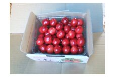 さくらんぼ（佐藤錦か紅秀峰）５００ｇ　秀品　0030-2602