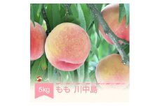 先行予約 もも 桃 川中島 約5kg 令和7年産 2025年産 果物 ja-moknx5