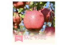 【先行予約】りんご サンふじ 5kg 秀 2025年産 令和7年産 ja-risfx5