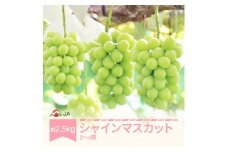 ぶどう ブドウ シャインマスカット 令和7年産 2025年産 約2.5kg 2～4房 果物  ja-busmx25