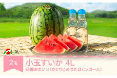 先行予約 小玉 すいか 4L×2玉入り 2025年産 令和7年産 品種おまかせ ひとりじめ または ピノガール ja-sukox2