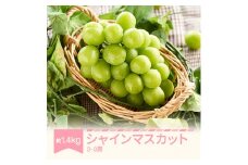 【先行予約】シャインマスカット ぶどう 約1.4kg 2〜3房 令和7年産 2025年産 果物 mm-busmx3