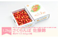 先行予約 さくらんぼ 佐藤錦 秀Mサイズ バラ詰め 1.2kg(600g×2箱) 2026年産 令和8年産 山形県産 ns-snsmb1200