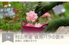 食用バラの苗木 鉢植え 苗 バラ 薔薇 山形県村山市産 ※沖縄・離島への配送不可 bg-hnxxx1