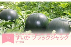 【先行予約】すいか ブラックジャック 1玉入り (6〜8kg) 2025年産 令和七年産 山形県産 mm-subjx1 ※沖縄・離島への配送不可