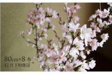 啓翁桜 80cm 8本 ケイオウザクラ さくら 2024年産 令和6年産 山形県村山市産 令和6年12月下旬発送 ja-kshdx80
