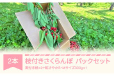 枝付きさくらんぼ 2本 紅さやか パックセット 300g 2025年産 令和7年産 ku-che2s300