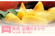 【先行予約】黄桃 もも 品種おまかせ 約3kg 令和7年産 2025年産 果物 フルーツ mm-kmomx3000