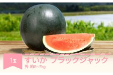 【先行予約】すいか ブラックジャック 1玉入り (5〜7kg) 令和7年産 2025年産 果物 no-subjc1 ※沖縄・離島への配送不可