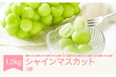 【先行予約】ぶどう ブドウ シャインマスカット 令和七年産 2025年産 2房(約600g×2) 果物 送料無料 ns-busmx1200