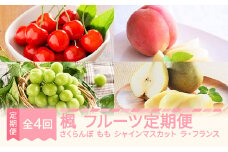 【先行予約】楓 フルーツ 定期便 全4回 さくらんぼ 佐藤錦  もも 白桃 ぶどう シャインマスカット ラ・フランス ギフト 果物 2025年産 令和7年産 山形県産 mm-ft4xx
