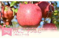 【先行予約】りんご サンふじ 7~11玉 約3kg ◯秀以上 2025年産 令和7年産 ja-risfm3
