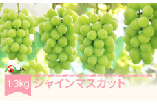 【先行予約】 ぶどう ブドウ シャインマスカット 令和7年産 2025年産 約1.3kg  果物  ja-busmx13