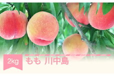 先行予約 もも 桃 川中島 約2kg 令和7年産 2025年産 果物 ja-moknx2