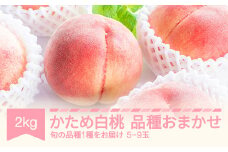 【先行予約】かため白桃おまかせ もも 桃 品種おまかせ 約2kg 令和七年産 2025年産 果物 mm-mokox2000