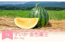 すいか 金色羅王（7～10kg) 秀品  1玉 令和7年産 2025年産 スイカ  果物  no-sukrx7
