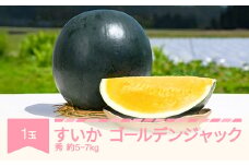 【先行予約】 すいか ゴールデンジャック 1玉 5kg~7kg 2025年産 令和7年産 no-sugjx1