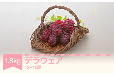 【先行予約】デラウェア 約1.8kg 令和7年産 2025年産 果物 葡萄 ぶどう mm-budwx1800