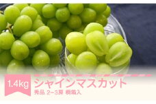 【先行予約】シャインマスカット 秀品 桐箱入り1.4kg 令和7年産 2025年産 果物 mm-busmk3
