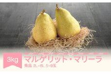 【先行予約】マルゲリット・マリーラ 2L-6L 秀品 3kg	洋梨 西洋梨 令和7年産 2025年産 果物 mm-mmsxx3