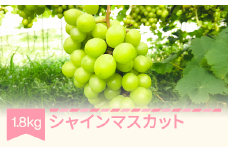 【先行予約】 2025年産 シャインマスカット 約1.8kg 山形県産 フルーツ 果物 くだもの ぶどう 葡萄 ブドウ fh-busmx1800