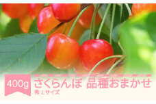 先行予約 さくらんぼ 品種おまかせ 秀品 Lサイズ 400g バラ詰 2026年産 令和8年産 山形県産 mm-saosx400 ※沖縄・離島への配送不可