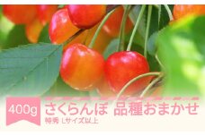 先行予約 さくらんぼ 品種おまかせ 特秀 Lサイズ以上 400g バラ詰 2026年産 令和8年産 山形県産 mm-saotl400 ※沖縄・離島への配送不可