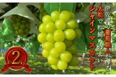 【2025年発送】長井市伊佐沢のぶどう職人が作るシャインマスカット約2kg（2～5房）_H141(R7)