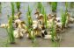 アイガモ達が除草しています。