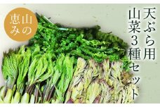 【2025年4月～5月発送分先行受付】天ぷらでおいしい！山形の山菜3種約650g（たらの芽100g、こしあぶら50g、こごみ500g）_H048(R7)