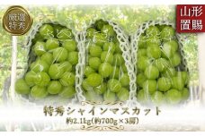 【2025年9月～10月発送分先行受付】「特秀」厳選シャインマスカット約2.1kg(約700g×3房)_H066(R7)
