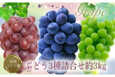 【2025年9月～10月発送分先行受付】安部ぶどう園のぶどう3種詰合せ約3kg_H093(R7)