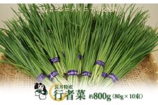 【2025年5月～9月発送】長井特産行者菜約800g（80g×10束）_H100(R7)