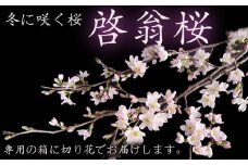 【2025年1月～3月頃発送】冬に咲く桜「啓翁桜」の切り花（80～90cm枝×8～10本）_F068(R6)