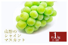 【2024年9月～10月発送分先行受付】山形のぶどう(シャインマスカット)約1kg（2～5房）_H195(R6)
