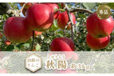【2025年10月発送分先行受付】「秀品」山形のりんご（秋陽）約3kg_H167(R7)