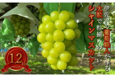 【2025年9～10月発送】長井市伊佐沢のぶどう職人が作るシャインマスカット約1.2kg（2房）_H203(R7)