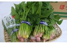 07-01-049　根っこもおいしい！赤根ほうれん草