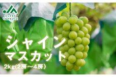 07-01-033　ぶどう(シャインマスカット)2kg