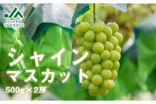 07-01-016　ぶどう(シャインマスカット)2房